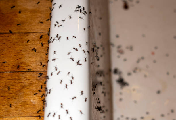 Best Local Pest Control Services  in Six Mile, SC