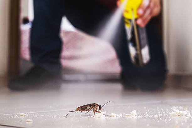 Best Rat Extermination Near Me  in Six Mile, SC