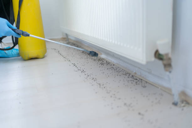 Best Mosquito Control Services  in Six Mile, SC