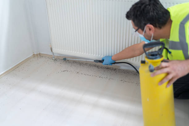 Best Wasp Removal Services  in Six Mile, SC